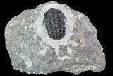Gerastos Trilobite Fossil - Morocco #87565-1